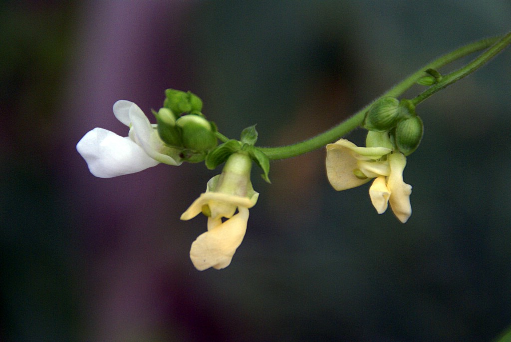 豆花 摄影 zhuoxiao