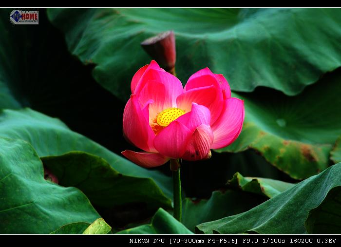 荷花 摄影 幻影-2000