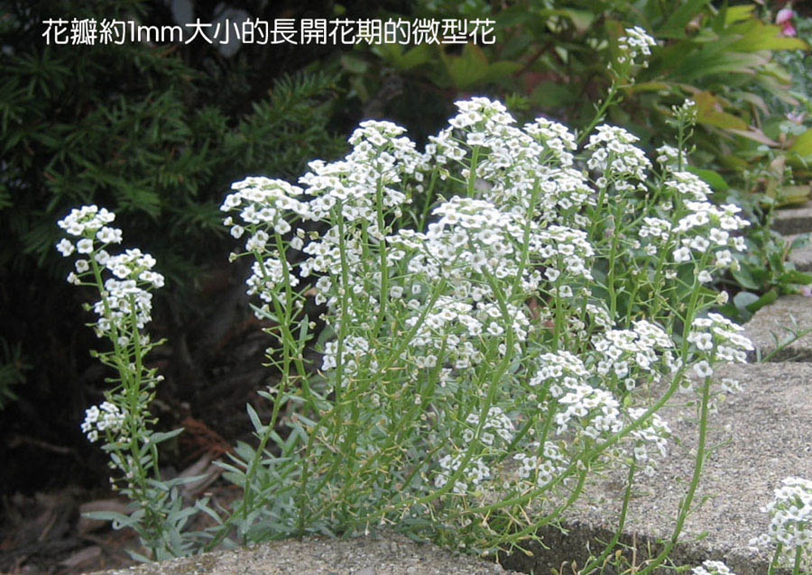 微小花 摄影 Changsong