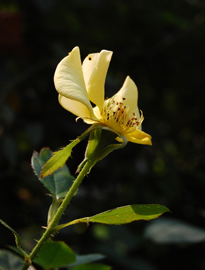 残花 摄影 花凌格