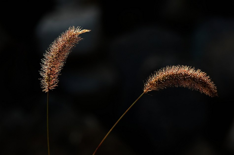 狗尾草 摄影 s2827269