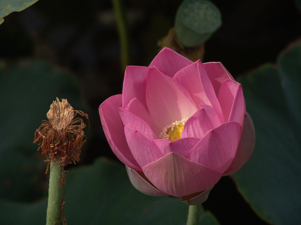 花与果 摄影 记忆瞬间