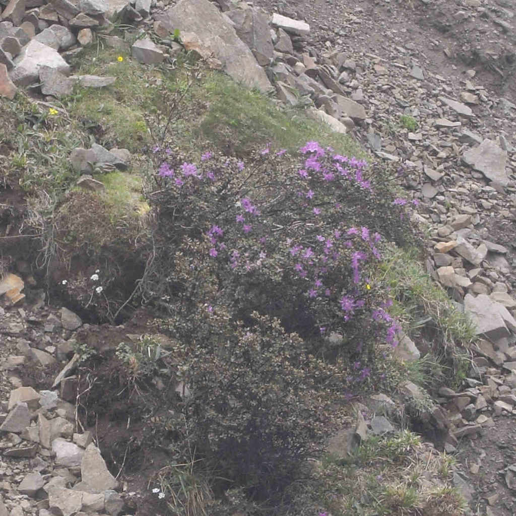 格桑花 摄影 读行者