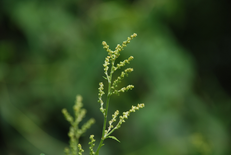 小草 摄影 君命无二