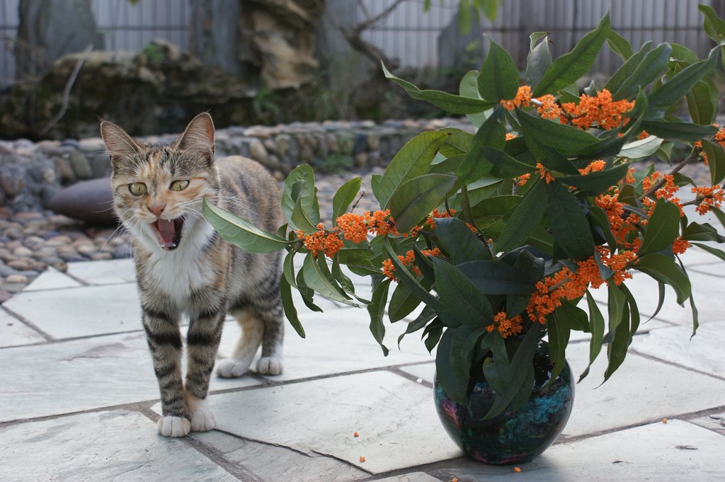 猫咪 摄影 超菜