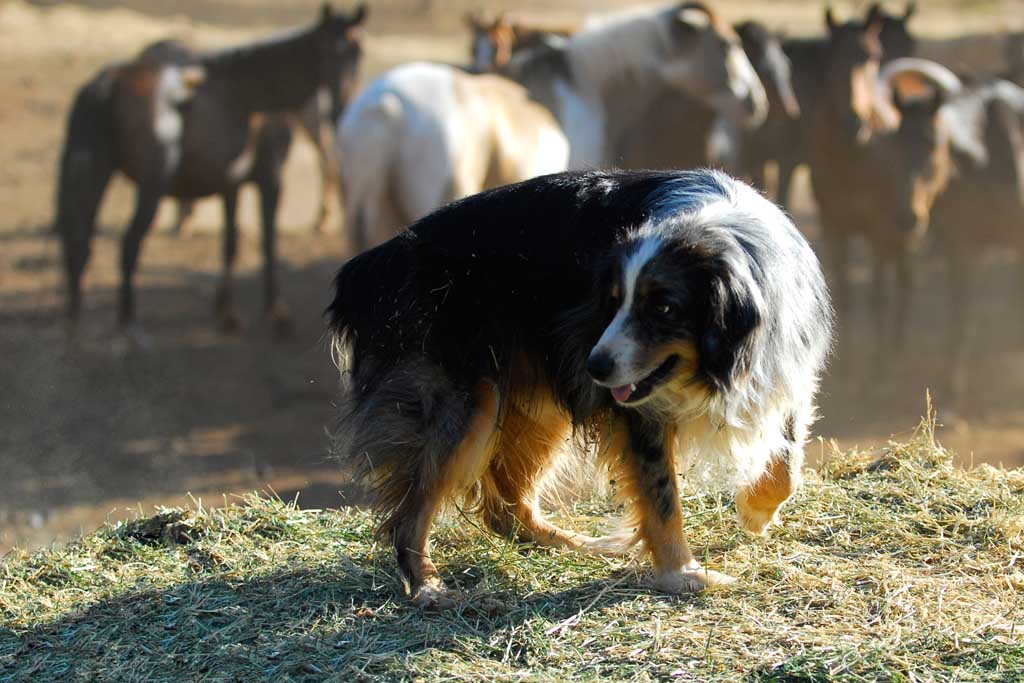 牧馬犬 摄影 張磊