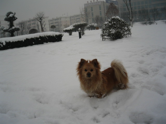 大雪天 摄影 香山叶红