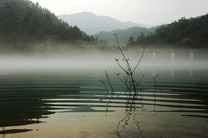 水草 摄影 longle