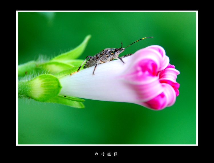 探花 摄影 邪竹