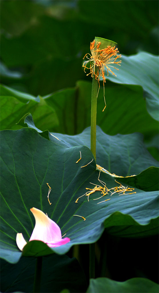 荷 摄影 seanguan