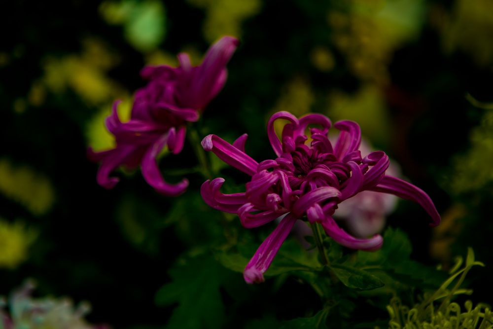 秋菊 摄影 山野