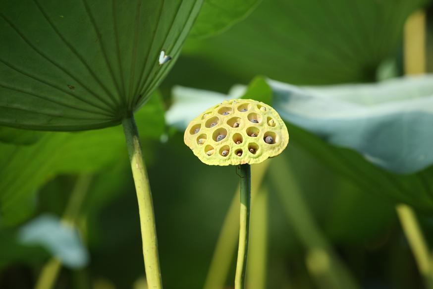 莲蓬 摄影 水晶之情