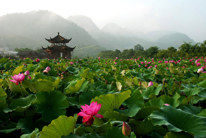 荷塘晨景 摄影 随心A