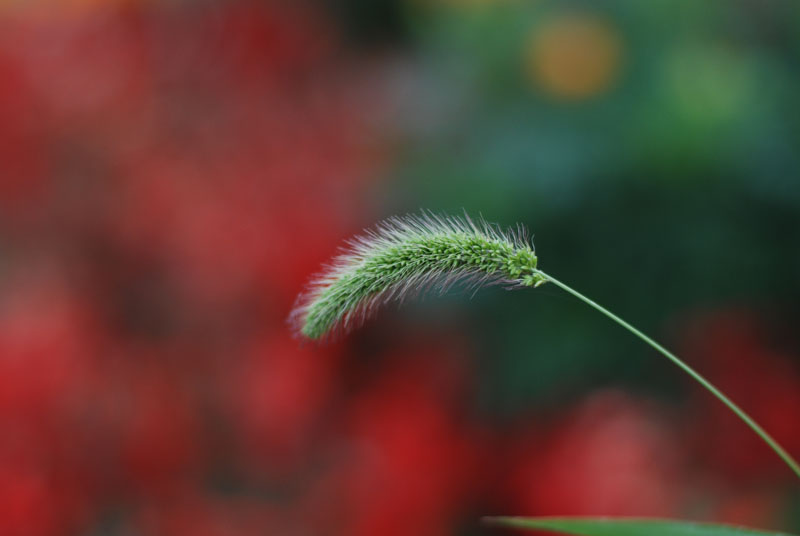 小草 摄影 刚刚开始