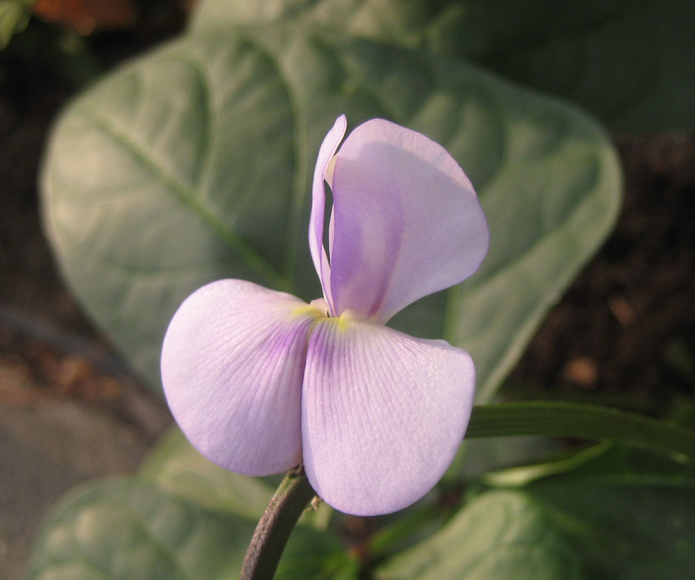 豆角花 摄影 Changsong