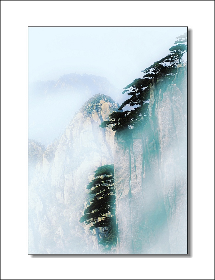 屹立黄松 摄影 景寓