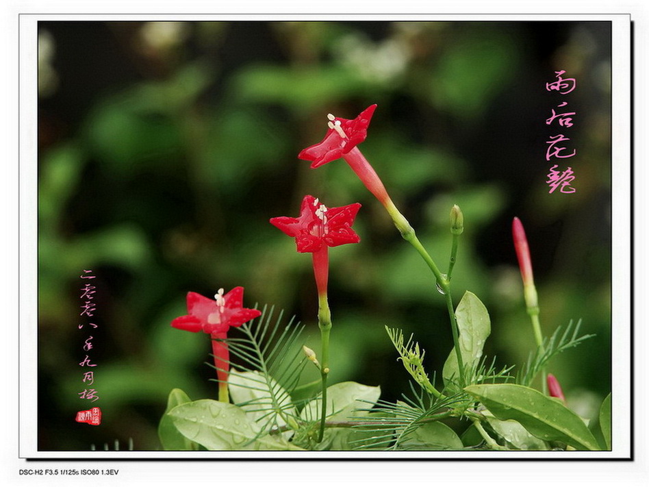 雨后花艳 摄影 一饱眼福