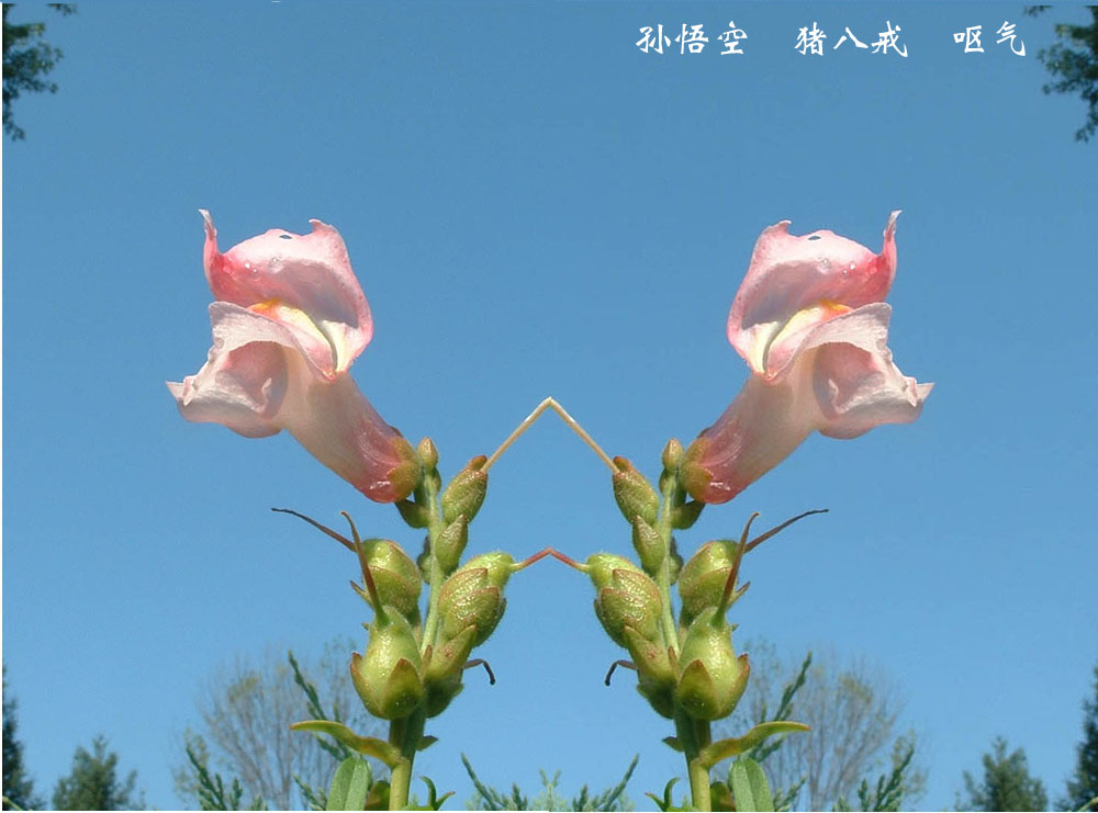 巧花 摄影 Changsong