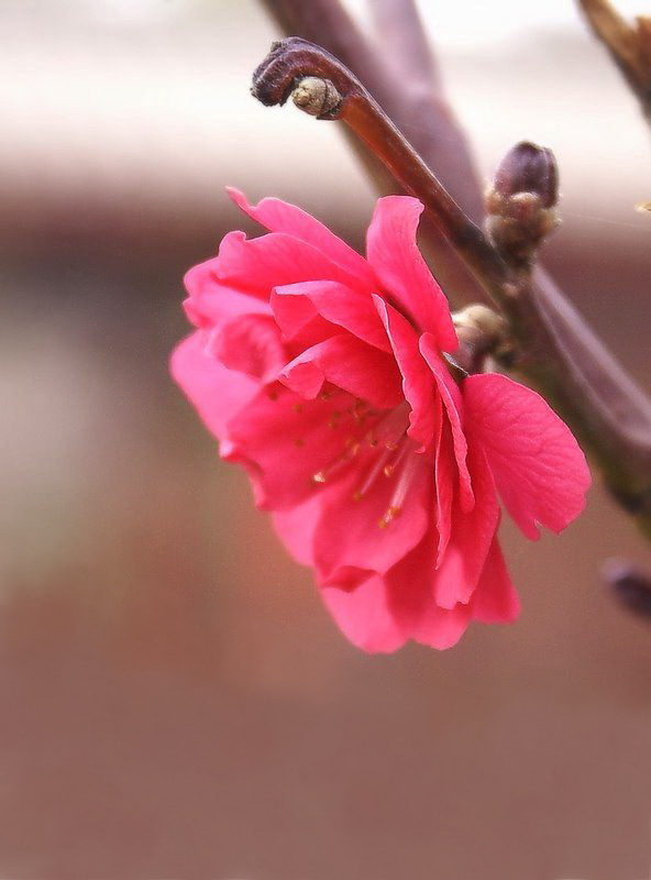 桃花 摄影 源上人