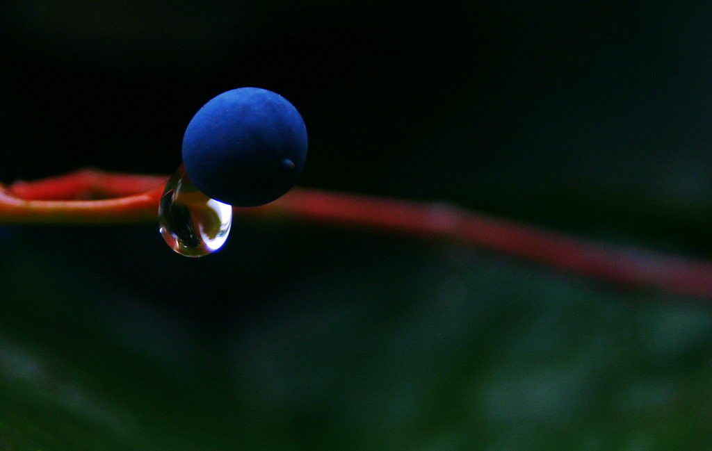 露珠 摄影 leonato