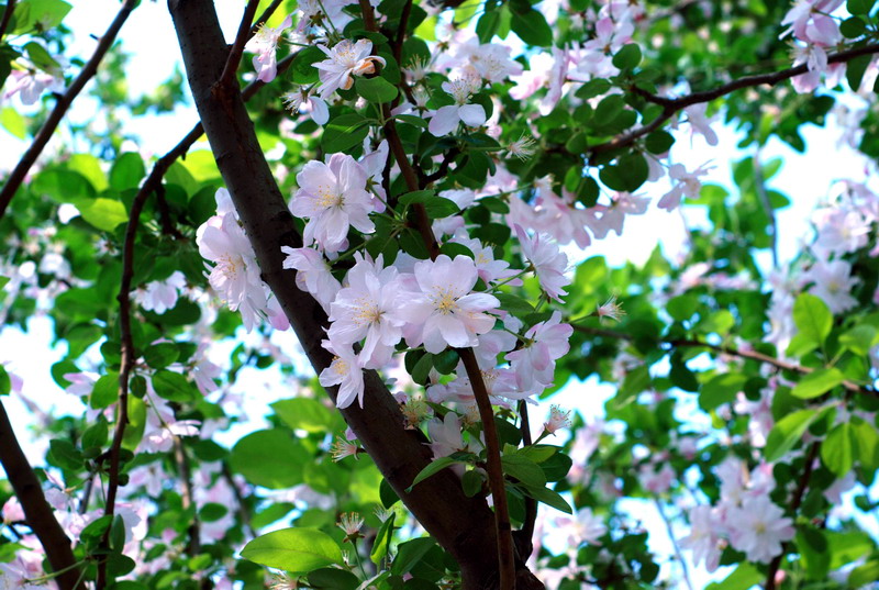 春花烂漫 摄影 还乡河