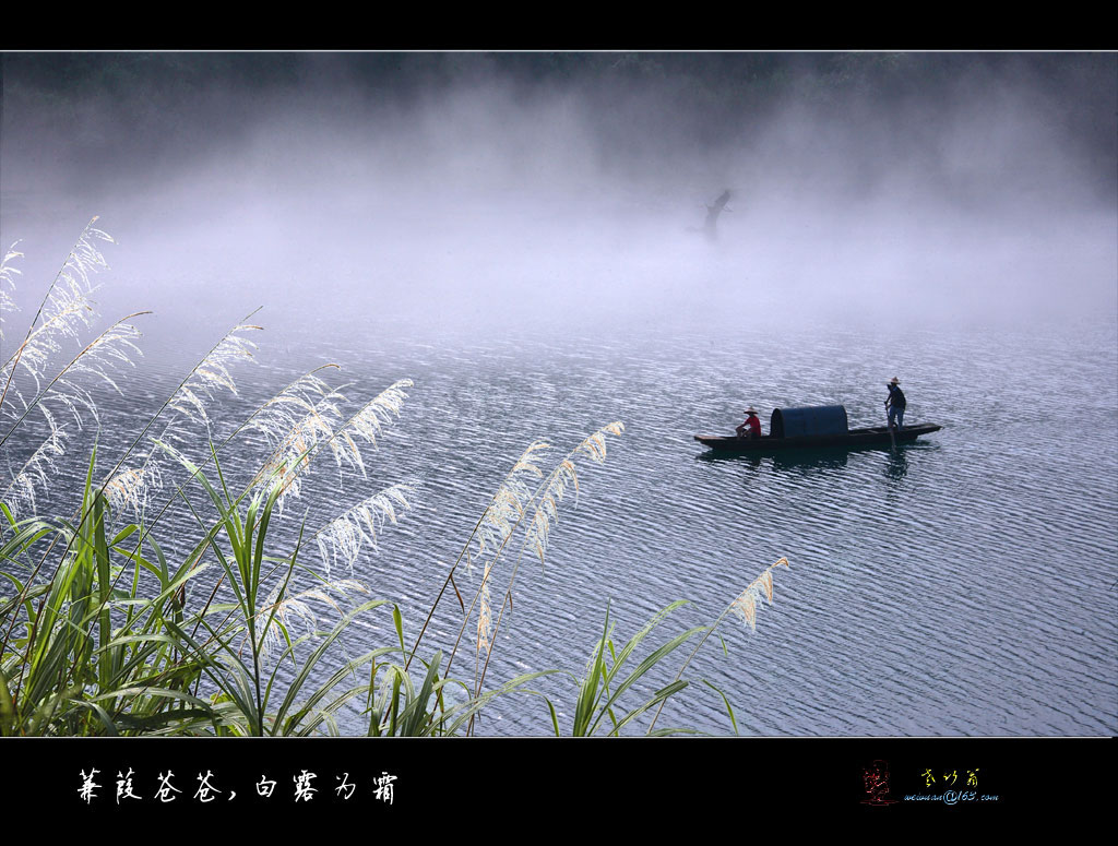 蒹葭苍苍,白露为霜 摄影 老竹翁