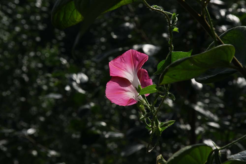 发一张小花 摄影 chenlaow