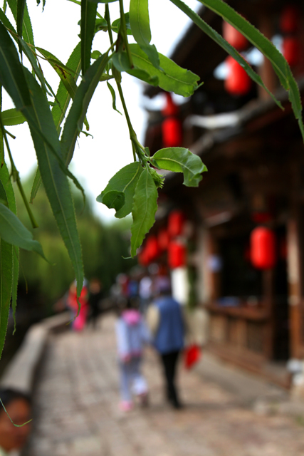 丽江印象1 摄影 白蛮