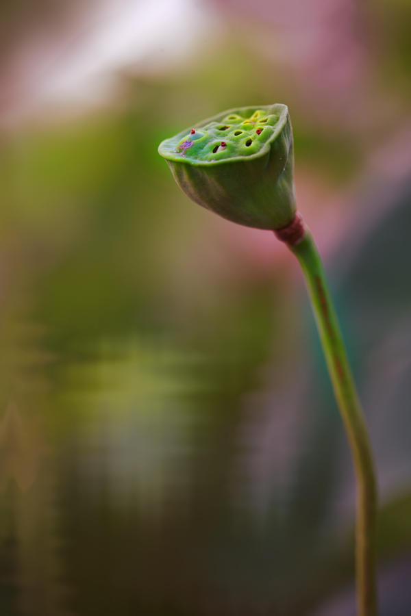 红莲 摄影 诗雨