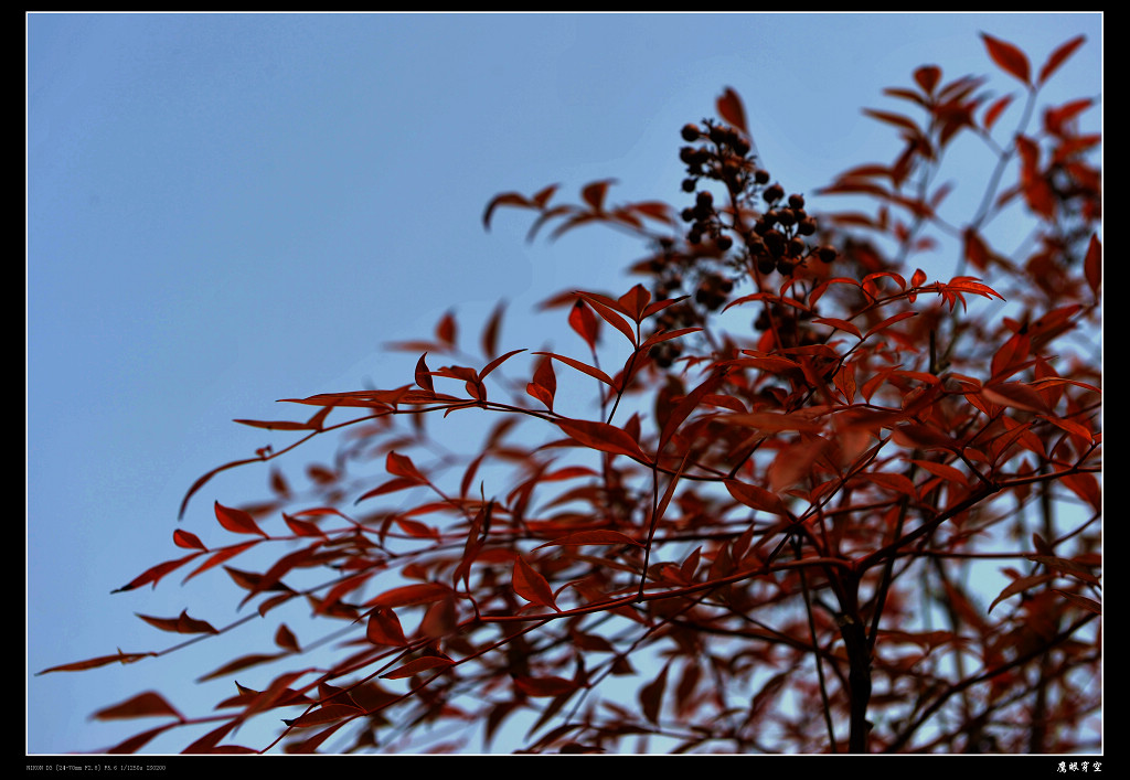 枫叶红似二月花 摄影 鹰眼穿空