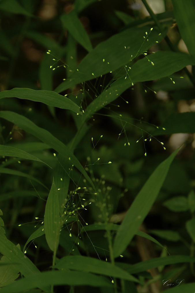 植物 摄影 攻情师