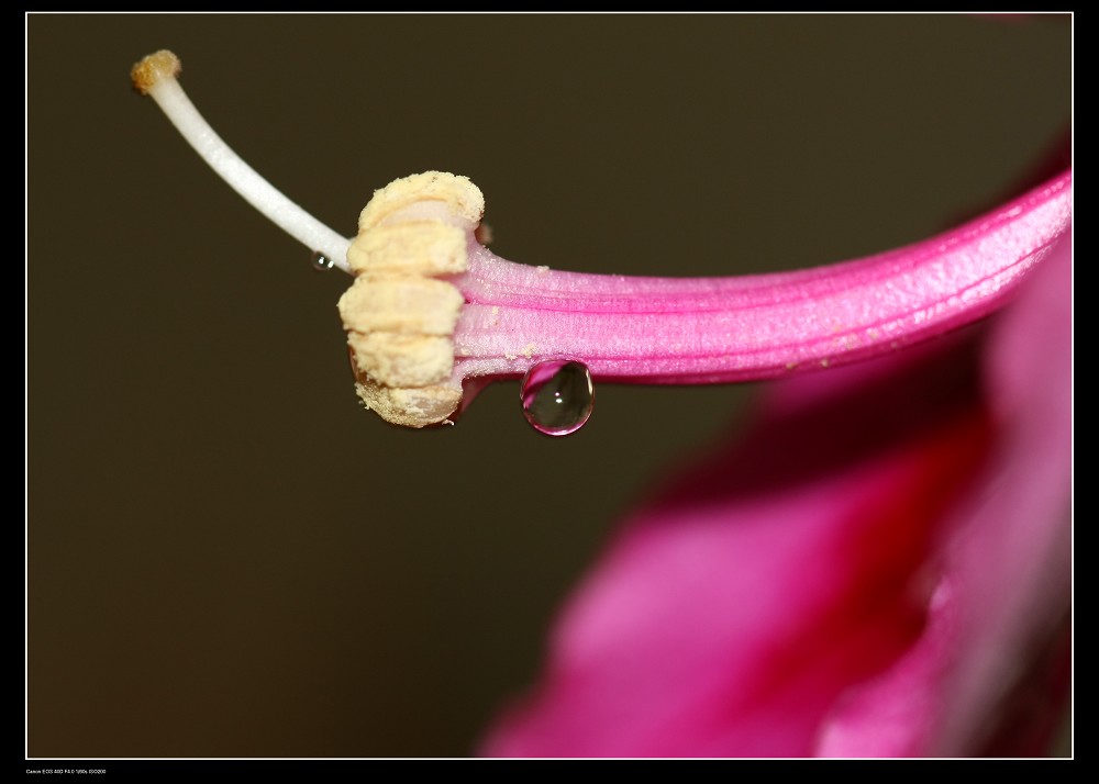 一枝承雨露，带醉舞秋风 摄影 笔架