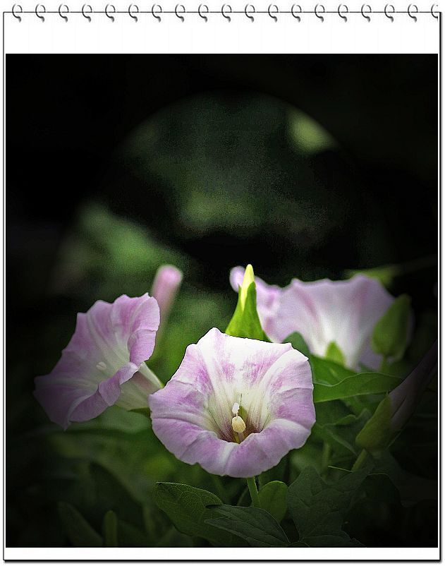 小小秋花 摄影 海山掠影