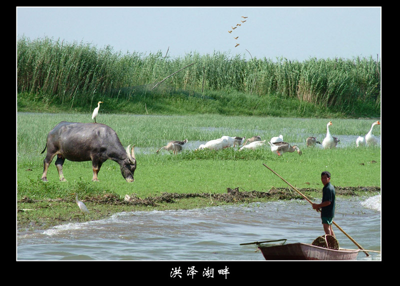 洪泽湖畔 摄影 wyl510718