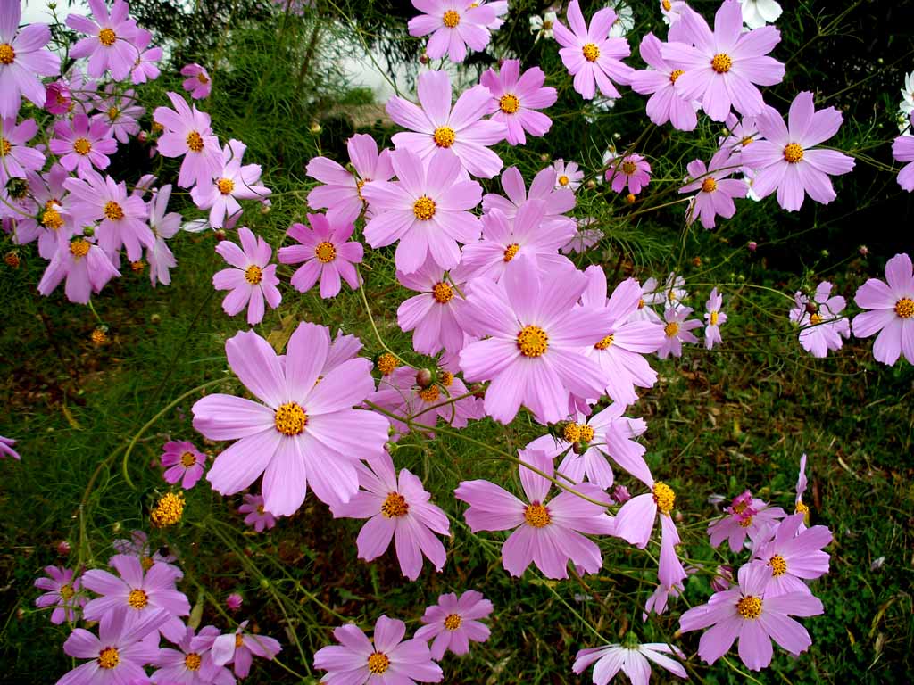 茴香花1 摄影 莲心