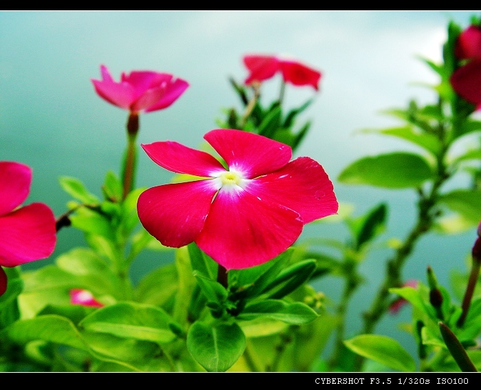 微距花 摄影 菲林vic