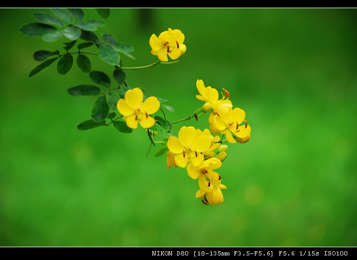 路边小花 摄影 兰子