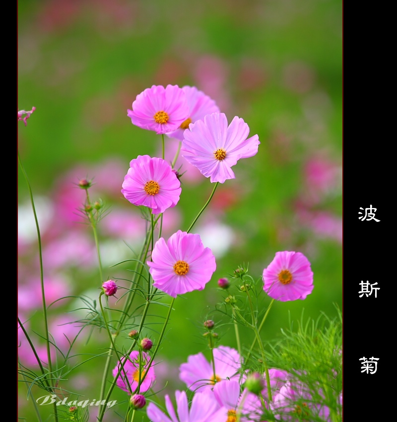 波斯菊<2> 摄影 Bdaqing