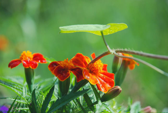 小花 摄影 随心A