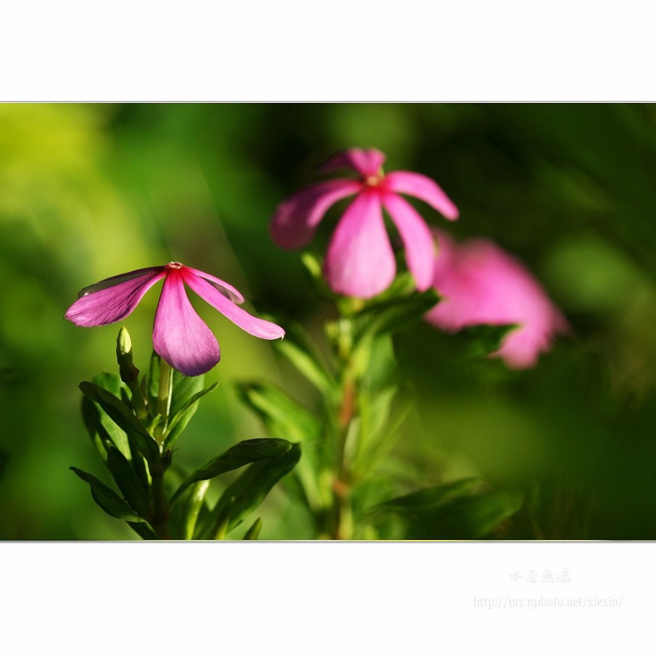 花卉 摄影 水过无痕