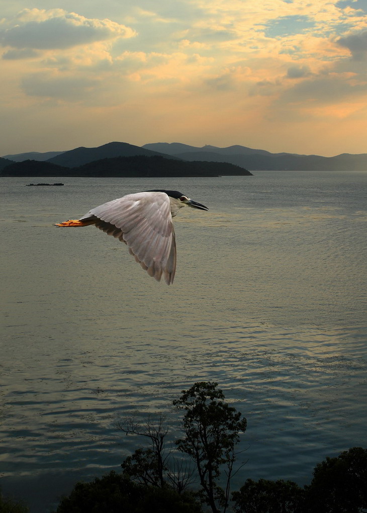 夕照夜鹭 摄影 自然本色