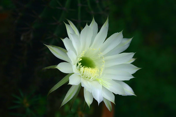 仙人球瞬息绽放的花朵 摄影 百年逍遥叟