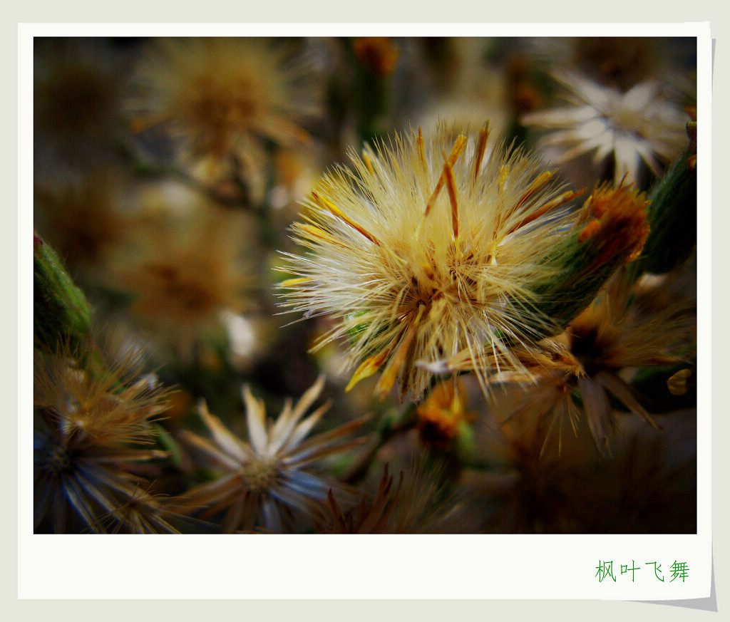 心境小品--草花 摄影 枫叶飞舞