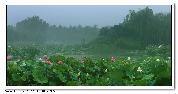 雾色荷塘 摄影 花影如梦