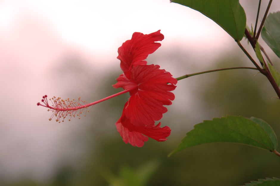 芙蓉花 摄影 mitaka