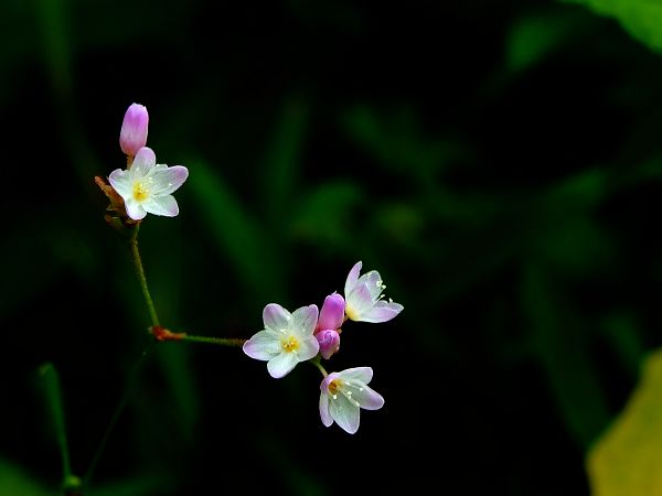 小花 摄影 xns