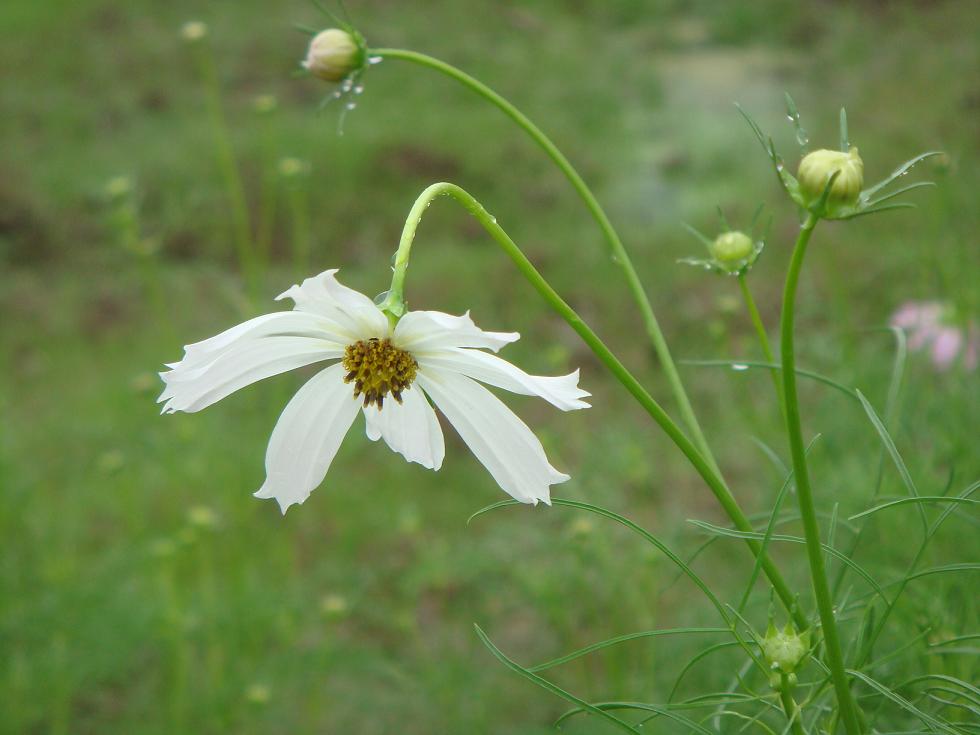 雨中花 摄影 Jessie.H