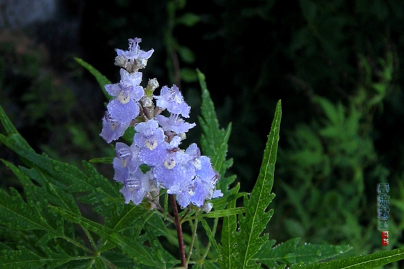 山花 露珠 摄影 春流漱玉