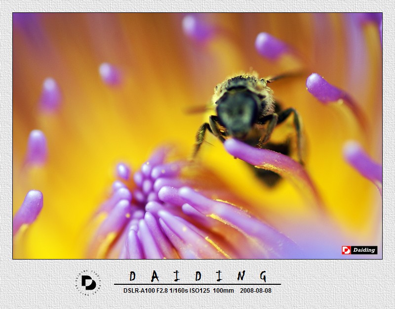 莲花中的蜜蜂 摄影 daiding