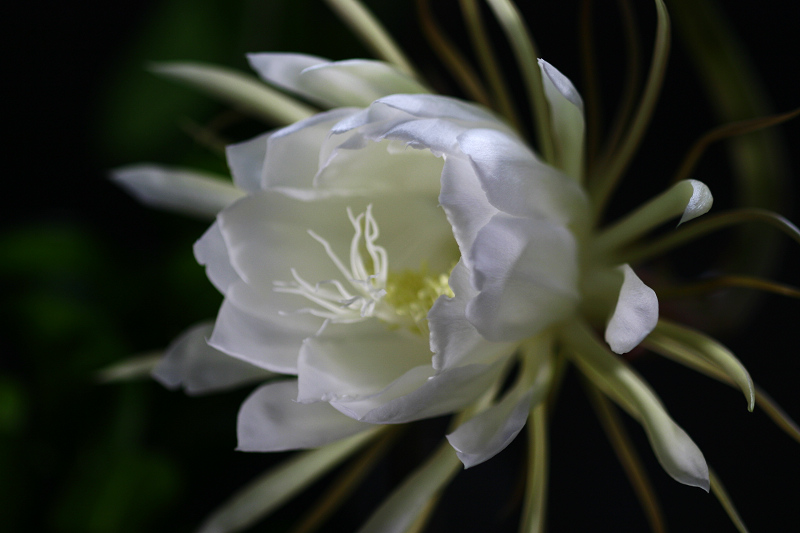 昙花 摄影 油灯